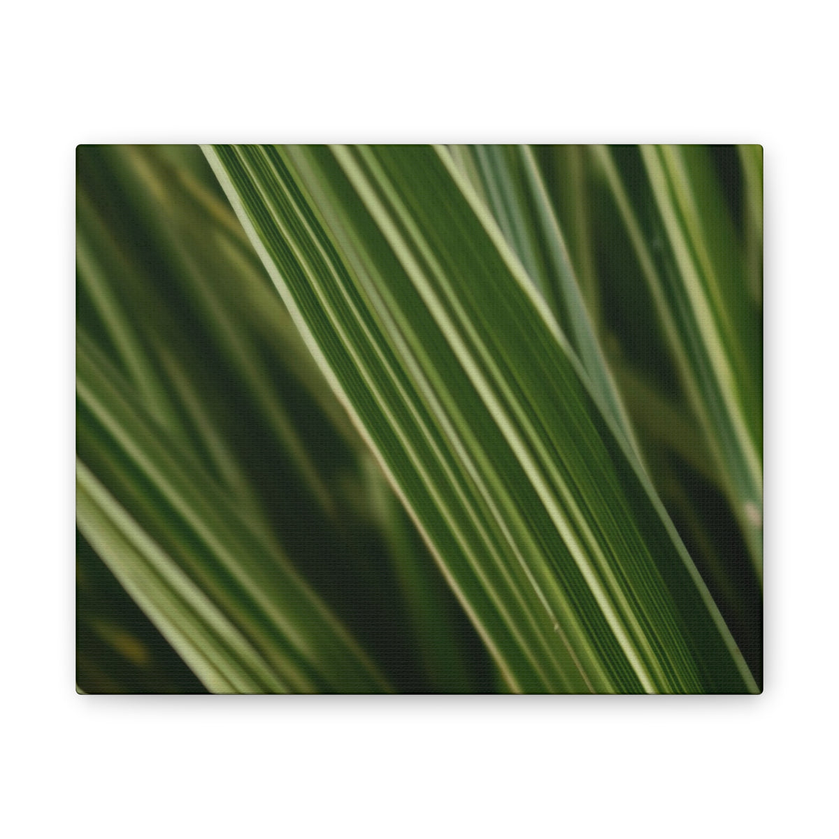 The Flower Archives- 002
