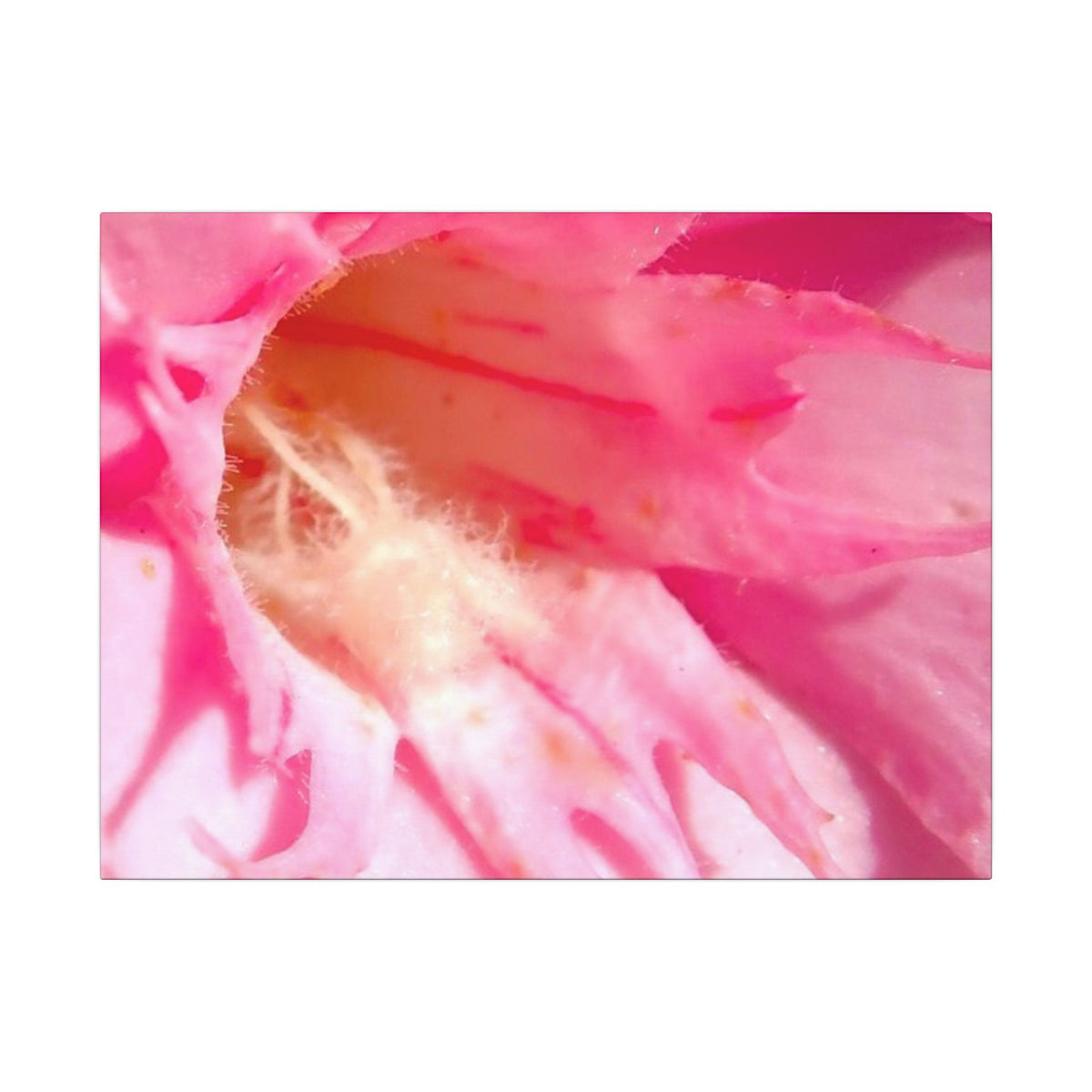 The Flowers Archives - 001