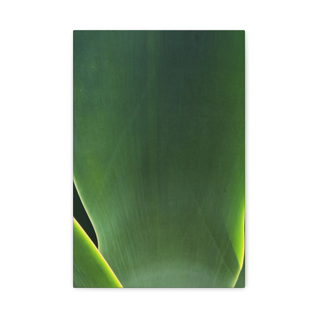 The Flower Archives- 003