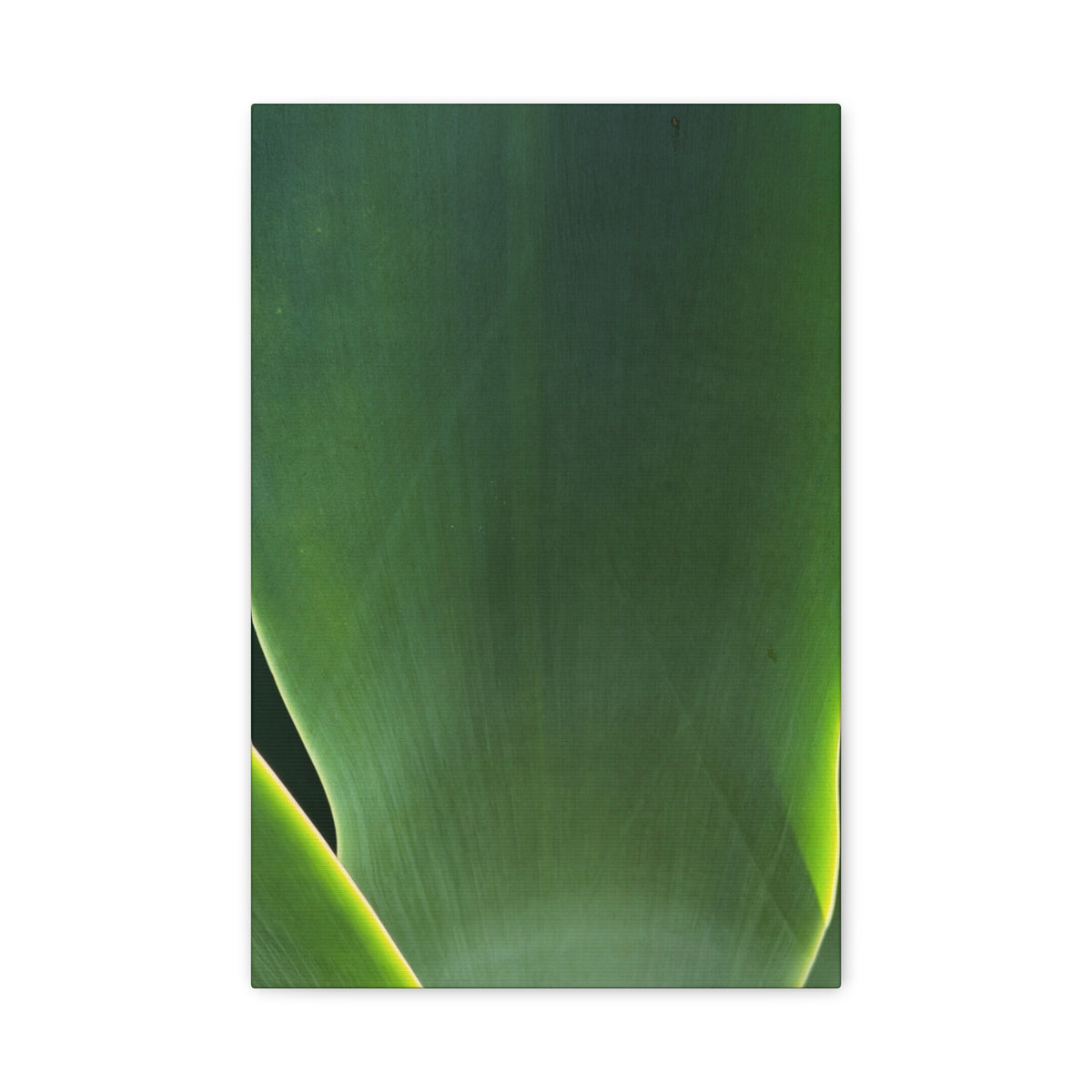 The Flower Archives- 003