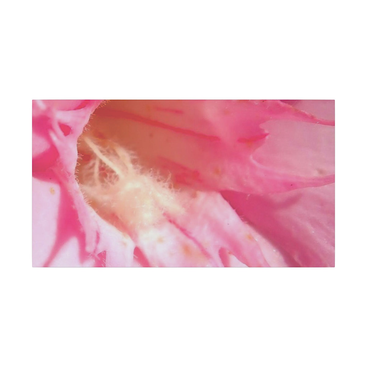 The Flowers Archives - 001