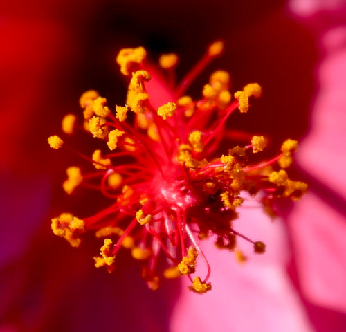 Flower Archives- 002