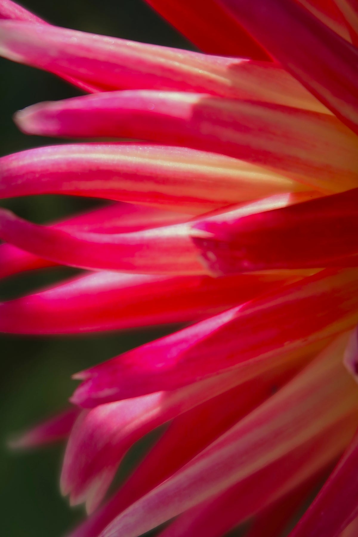 Flower Archives- 001