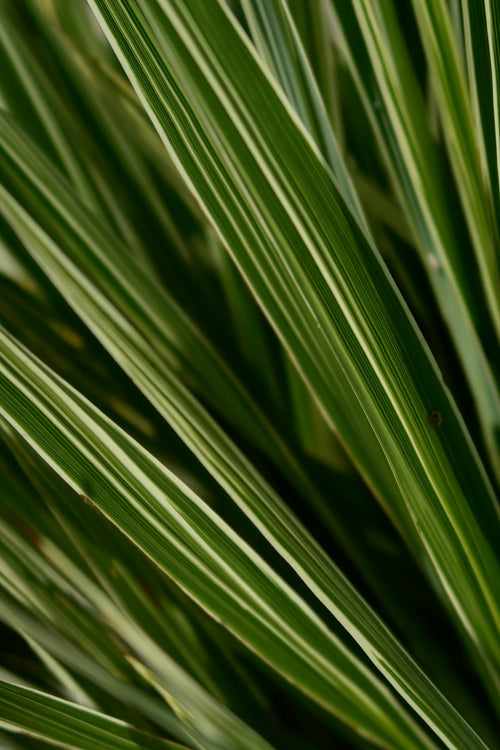 Flower Archives- 003